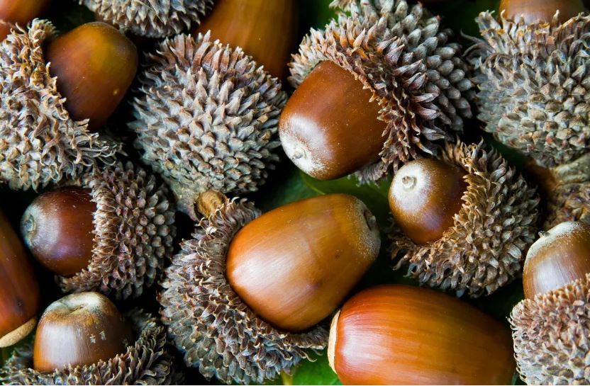 بلوط بلند مازو